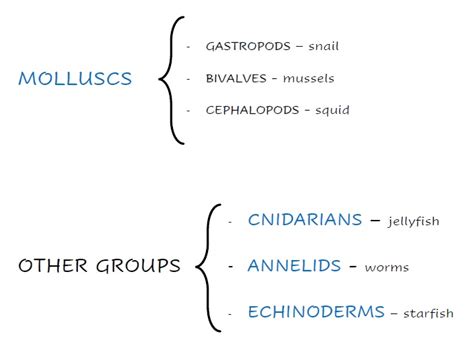 HG SCIENCE CORNER : INVERTEBRATES DIAGRAM - PART II