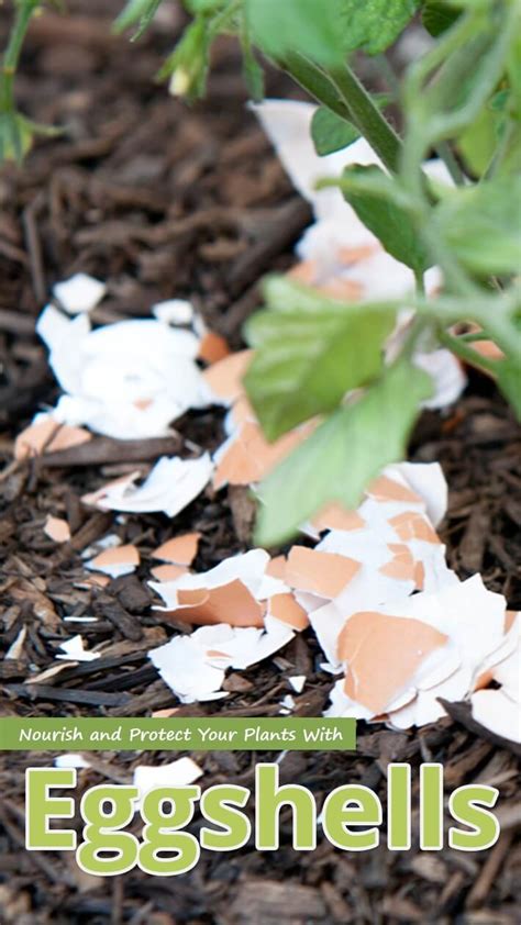 Nourish And Protect Your Plants With Eggshells Recommended Tips