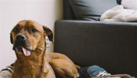 Cómo prevenir los accidentes domésticos más comunes en los perros