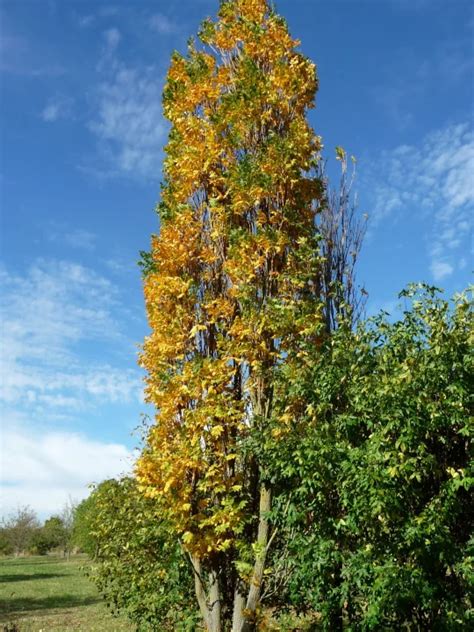 Koelreuteria Paniculata Fastigiata Koelreuteria Paniculata