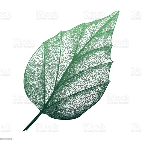 Leaf Veins Isolated Stock Illustration - Download Image Now - Leaf, Leaf Vein, Vector - iStock