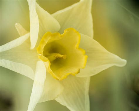 Unique Flower Photography Using Multiple Exposures