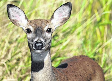 Odnr Ohios Archery Hunters Off To A Good Start This Deer Season