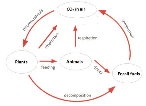 Write Carbon cycle