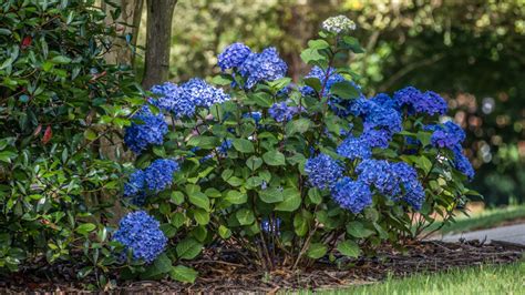 Best Flowering Shrub for Shade - Back Gardener