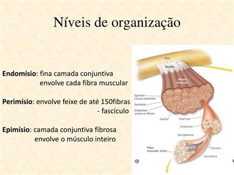 PPT ANATOMIA E FISIOLOGIA DO MÚSCULO ESQUELÉTICO PowerPoint