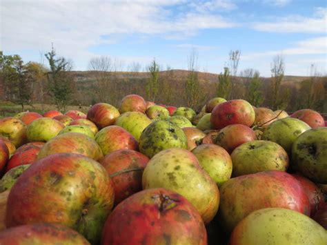 Growing Apples For Cider | Eve's Cidery