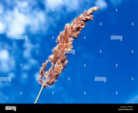 Blades Of Grass Stock Photo Alamy