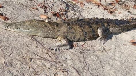 American crocodile found on Florida beach in rare sighting | wtsp.com