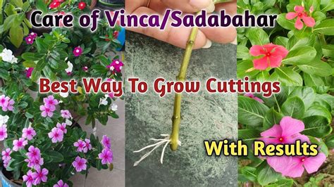 How To Grow Care Vinca Sadabahar Periwinkle Plant In Pots Best Way Of