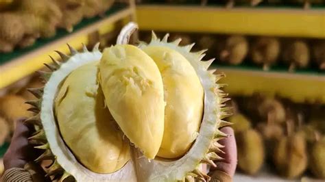 Banjir Durian Murah Waspada Efek Kurang Baik Makan Berlebihan