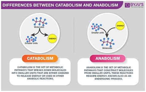 Difference Between Anabolism and Catabolism - An Overview | Teaching ...