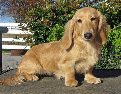 English Cream Long Haired Dachshund Puppies For Sale