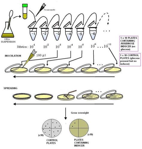 Colony Counting For Colony Forming Units Cfus Medical Laboratory