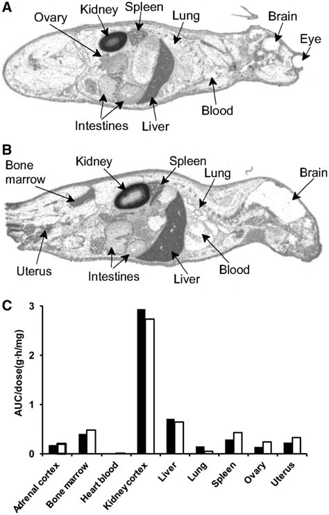 Quantitative Whole Body Autoradiography Tissue Distribution In Mice Of