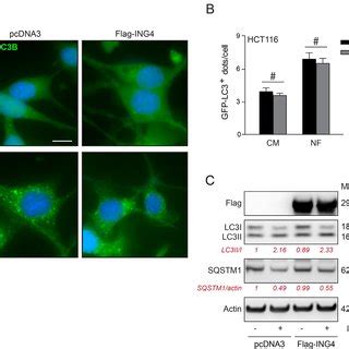 Overexpression Of ING4 Has Not Inhibitory Effect On Starvation Induced