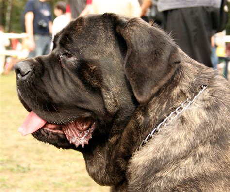 12 English Mastiff Names Based on British Legends & Literature - PetHelpful