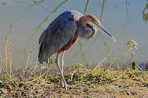 Birds with Long Beaks (24 Species With Pictures) - Wildlife Informer