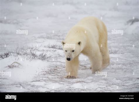 Polar Bears in Churchill, Manitoba Stock Photo - Alamy