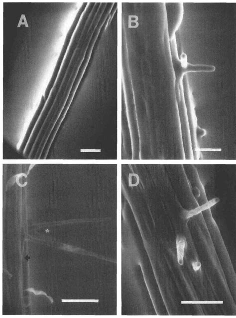 Figure 2 From The Rhd6 Mutation Of Arabidopsis Thaliana Alters Root