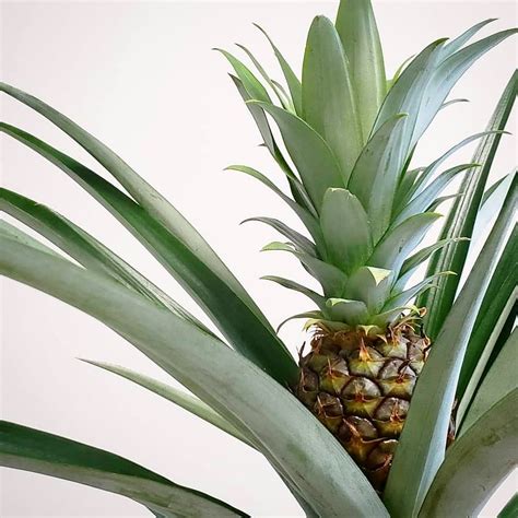 Ep. 111 - The Pineapple — Plant Daddy Podcast