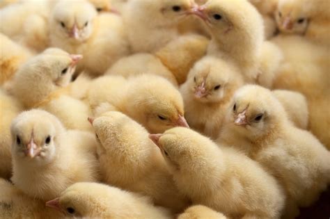 Gut Health Key When Raising Birds Without Using Antibiotics Farmtario