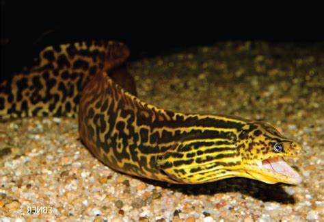 tiger moray eel  belut laut  dipelihara  air tawar nakama