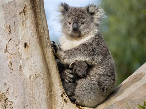 Australian Wildlife - Australian Photography