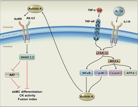 Il 1b Signaling Pathway