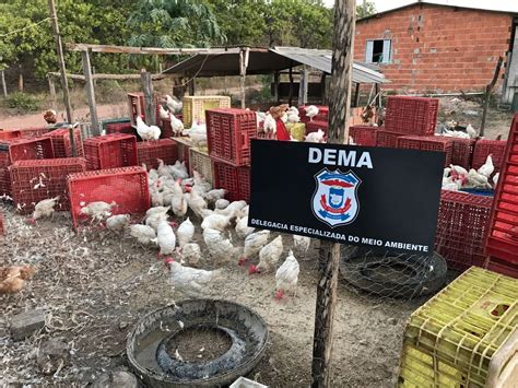 Abatedouro Clandestino De Aves Fechado E Animais S O Apreendidos