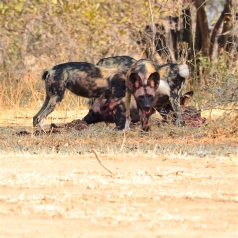 Filming Locations In The Grand Tour One For The Road Zimbabwe Special