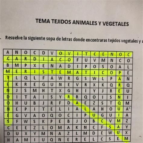 1 Resuelve La Siguiente Sopa De Letras Donde Encontraras Tejidos Vegetales Y Brainly Lat