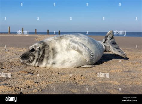 Atlantic Grey Seal - young pup Stock Photo - Alamy