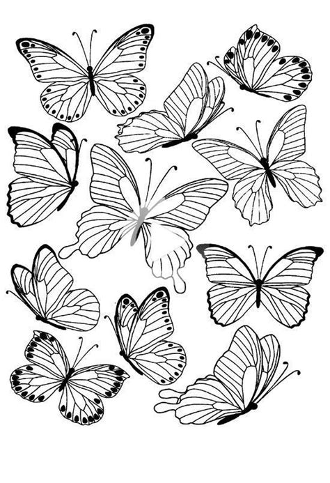 Template Outline Butterfly Tattoo Drawing - Mariiana-blog