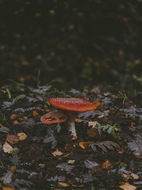 Tir Vertical De Focus S Lectif De Deux Beaux Champignons Comestibles S