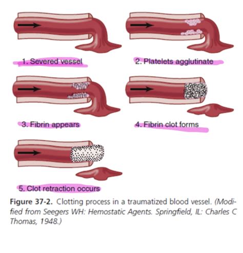 Hemostasis And Blood Coagulation Flashcards Quizlet