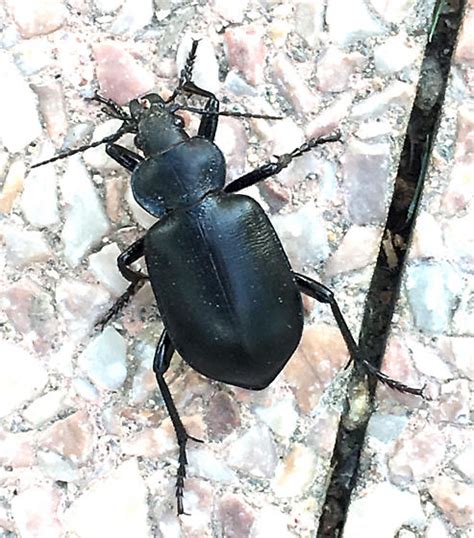 Big Black Beetle Calosoma Semilaeve Calosoma Bugguidenet