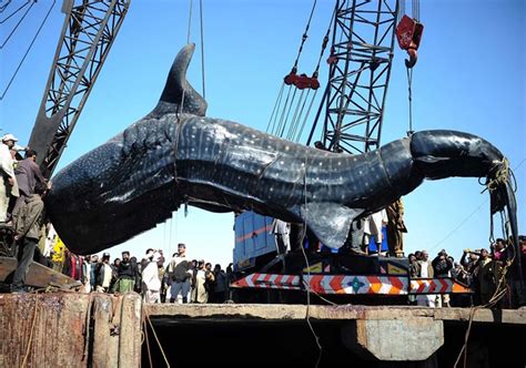 Saving The Gentle Giants Of The Ocean Whale Sharks