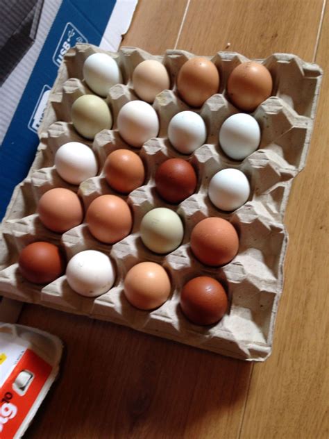 Received Shipped Eggs HELP BackYard Chickens Learn How To Raise