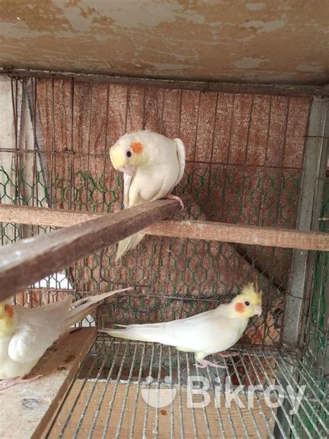 Cockatiel Lutino Bird For Sale In Mogbazar Bikroy