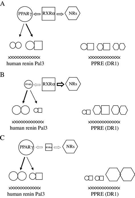 Suggested Model For The Binding Of Ppar And Rxr To The Human Renin Pal3 Download Scientific