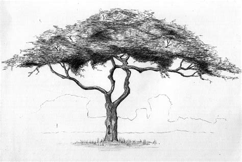 Marula tree ballpoint pen drawing | Tree sketches, Tree drawing, Pen ...