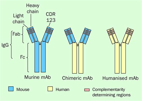 Therapeutic Monoclonal Antibodies The Lancet