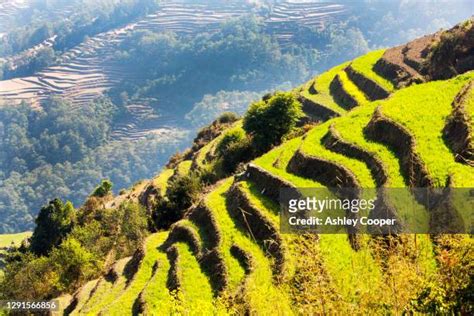 Terracing Farming Photos And Premium High Res Pictures Getty Images