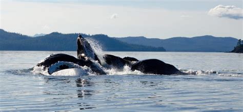 Prince of Wales Island Alaska: Ultimate Travel Guide - Traveladvo