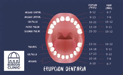 Qu Es La Erupci N Dental Cl Nica Bordonclinic