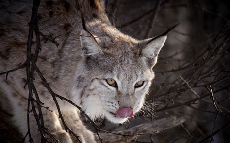 Wallpaper Animals Nature Wildlife Whiskers Lynx Cougar Wild Cat