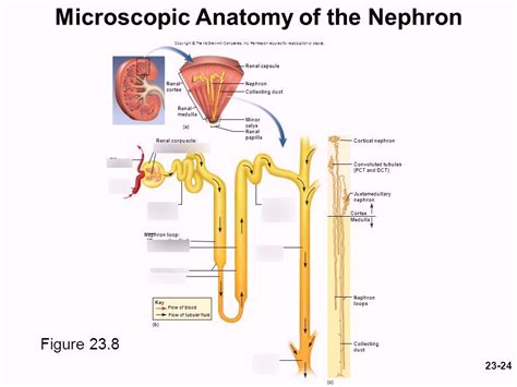 Nephron Diagram Quizlet