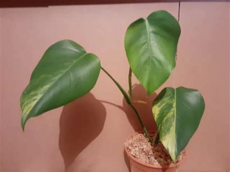 MONSTERA DELICIOSA AUREA Marmorata Variegated 3 Leaf Fully Rooted