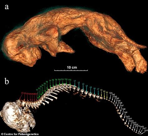 Perfectly Preserved Cave Lion Cub Found Frozen In Siberia Daily Mail